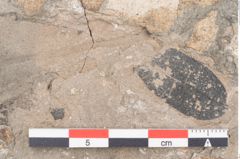 Foto (Detailansicht) von Cassia ambigua Unger (NHMW-GEO-2024-0188-8060b)
